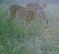 Summer is a Great Time to Put Out Lucky Buck