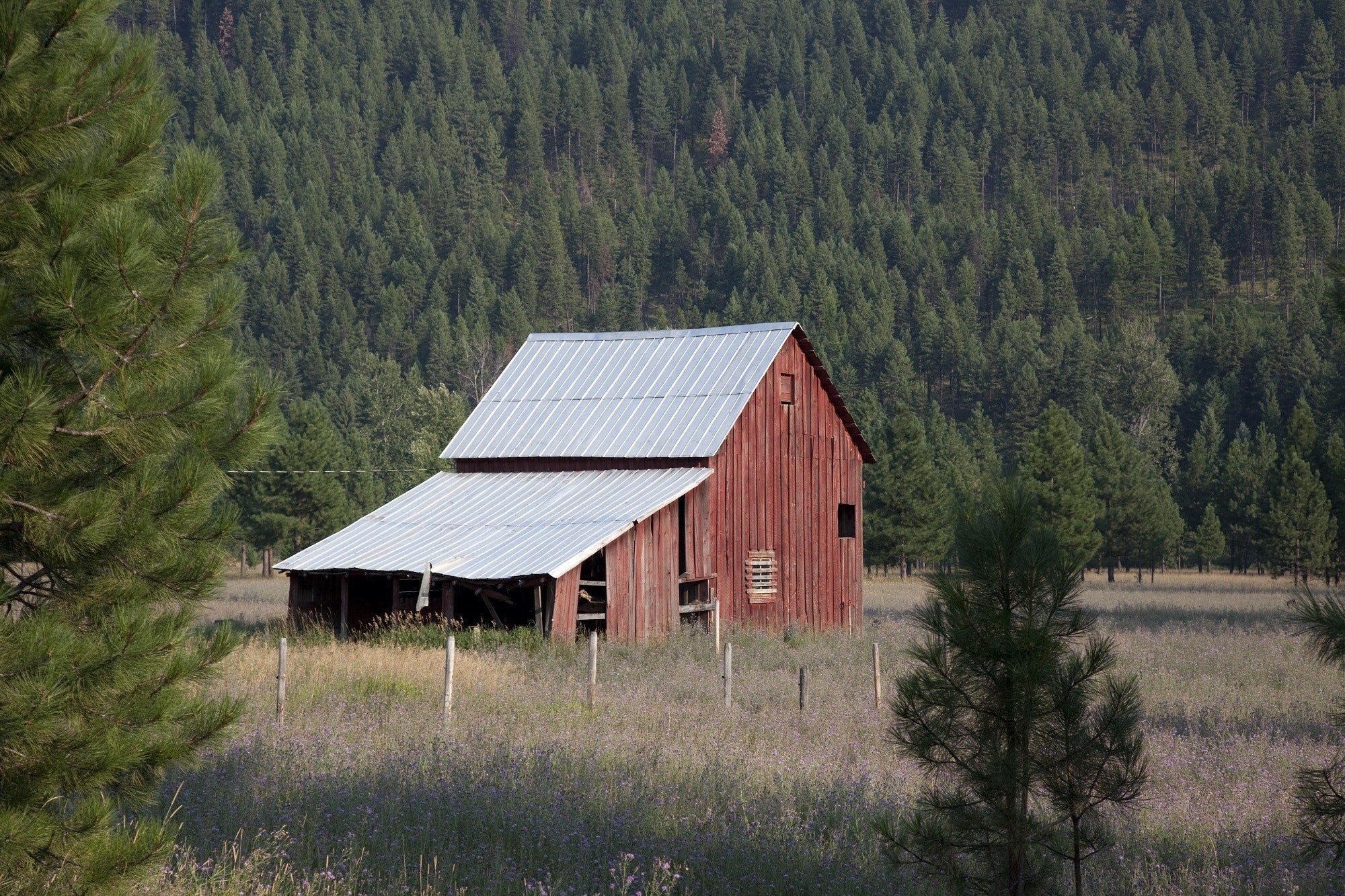 What Critters Are Gnawing the Sheds on Your Property?